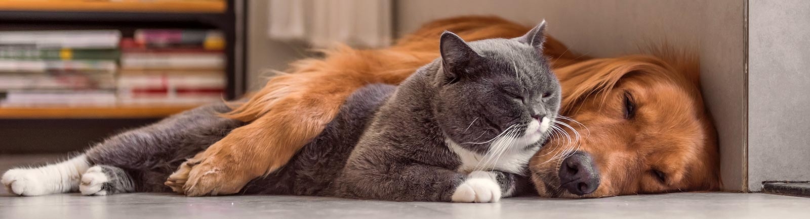 Holland Veterinary Hospital Holland Veterinary Hospital