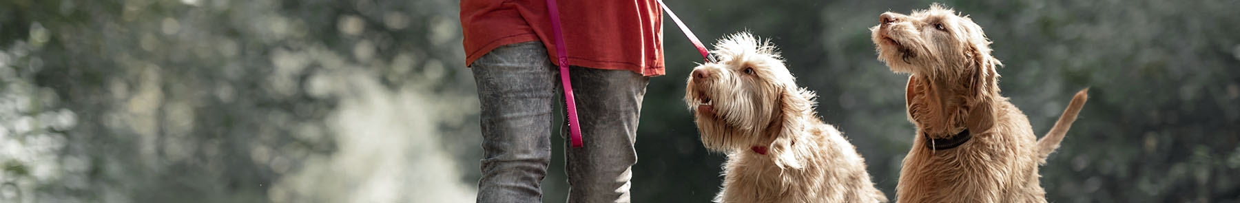 Welcome to Gluckstadt Animal Hospital Welcome to Gluckstadt Animal Hospital