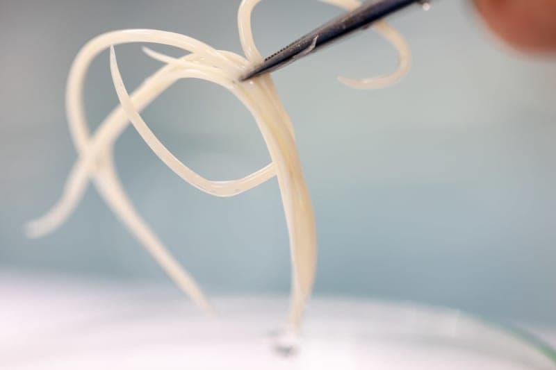 What causes whipworm in dogs? What causes whipworm in dogs?