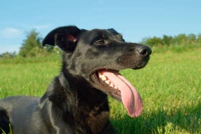 Why is my dog drooling? Why is my dog drooling?