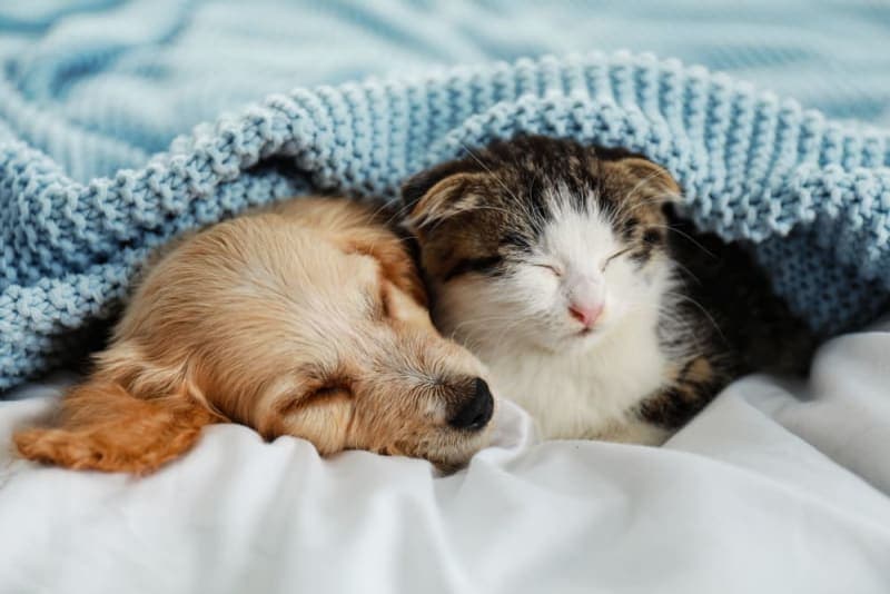 Puppy & Kitten: Are They a Good Match? Puppy & Kitten: Are They a Good Match?