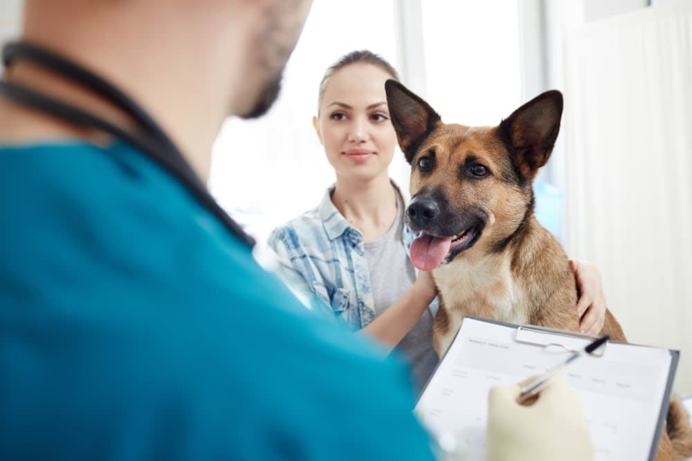 How often should I take my dog to the vet? How often should I take my dog to the vet?