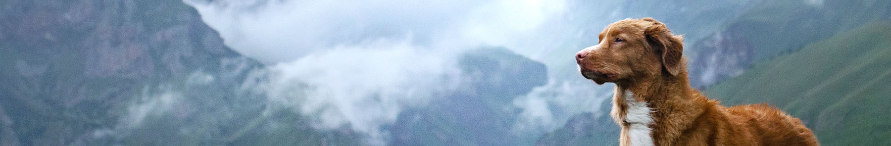 thomasville-veterinary-hospital-banner-3 thomasville-veterinary-hospital-banner-3