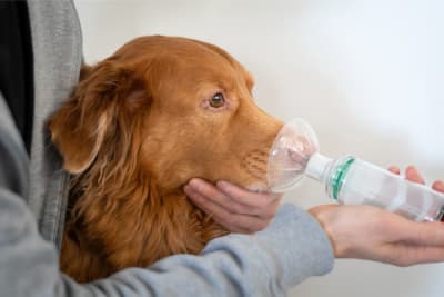 Bronchitis in Dogs Bronchitis in Dogs