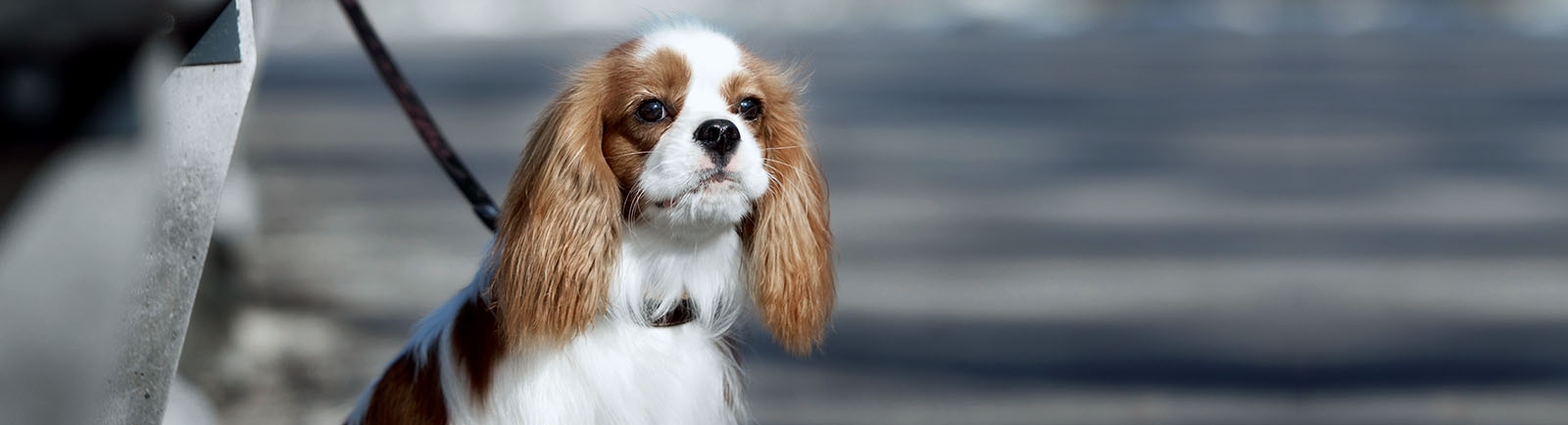 Welcome to Mountainaire Animal Clinic in Rock Welcome to Mountainaire Animal Clinic in Rock