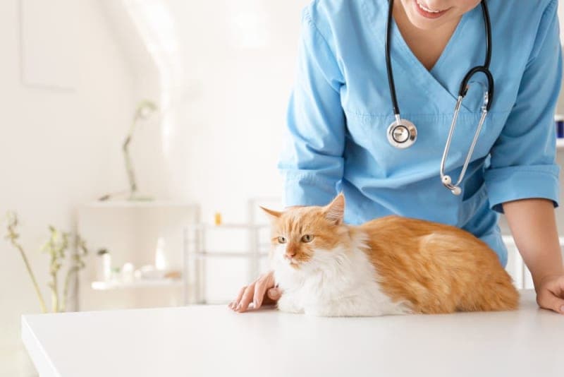 What is the FVRCP cat vaccine? What is the FVRCP cat vaccine?