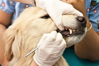 Fractured Teeth in Dogs Fractured Teeth in Dogs