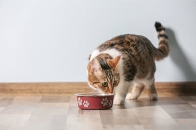 Diet for Cats With Hyperthyroidism Diet for Cats With Hyperthyroidism