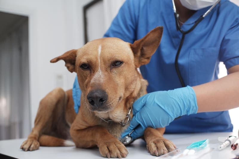 How Often Do You Take a Dog to the Vet? How Often Do You Take a Dog to the Vet?