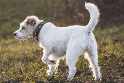 Dog Limping Dog Limping