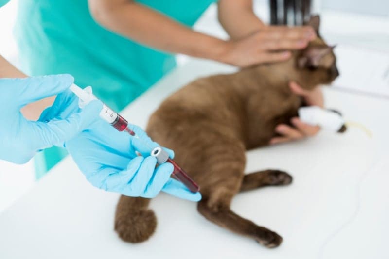 Understanding Blood Tests for Cats Understanding Blood Tests for Cats
