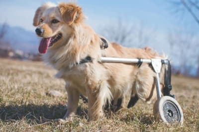 Tips on How to Strengthen Old Dog's Hind Legs Tips on How to Strengthen Old Dog's Hind Legs