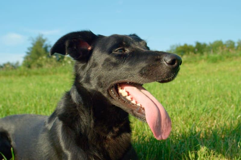 Chronic Pain in Dogs Chronic Pain in Dogs