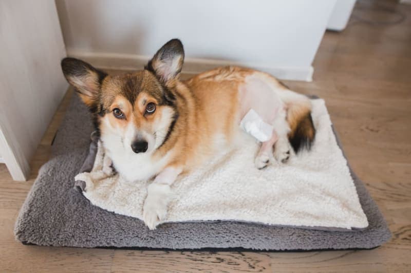 CCL Surgery in Dogs CCL Surgery in Dogs