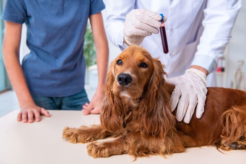 Understanding Blood Tests for Dogs Understanding Blood Tests for Dogs