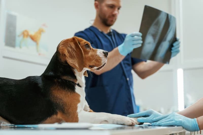 TTA Surgery for Cruciate Ligament Ruptures in Dogs TTA Surgery for Cruciate Ligament Ruptures in Dogs