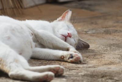 How to Tell if a Cat is Pregnant How to Tell if a Cat is Pregnant