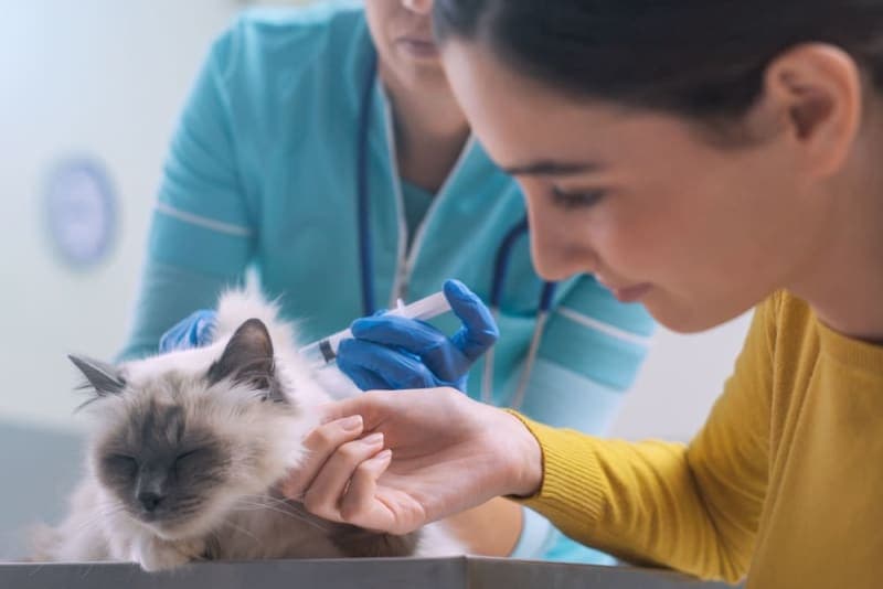 Symptoms of Kidney Failure in Cats Symptoms of Kidney Failure in Cats