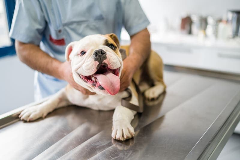 When & How Often Your Dog Should See Their Vet When & How Often Your Dog Should See Their Vet