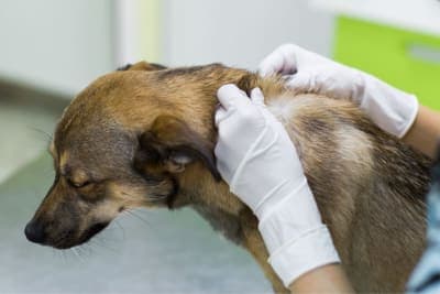 Dandruff in Dogs: Causes & Treatment Dandruff in Dogs: Causes & Treatment