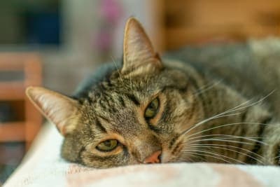 Lymphoma in Cats - Treatment & Symptoms Lymphoma in Cats - Treatment & Symptoms