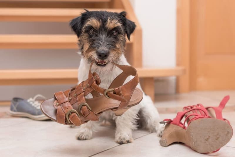 Dog Chewing Problems: Why They Chew & How to Stop Them Dog Chewing Problems: Why They Chew & How to Stop Them