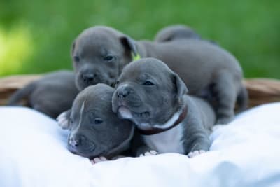 C-Section for Dogs: Everything You Should Know Before Labor C-Section for Dogs: Everything You Should Know Before Labor