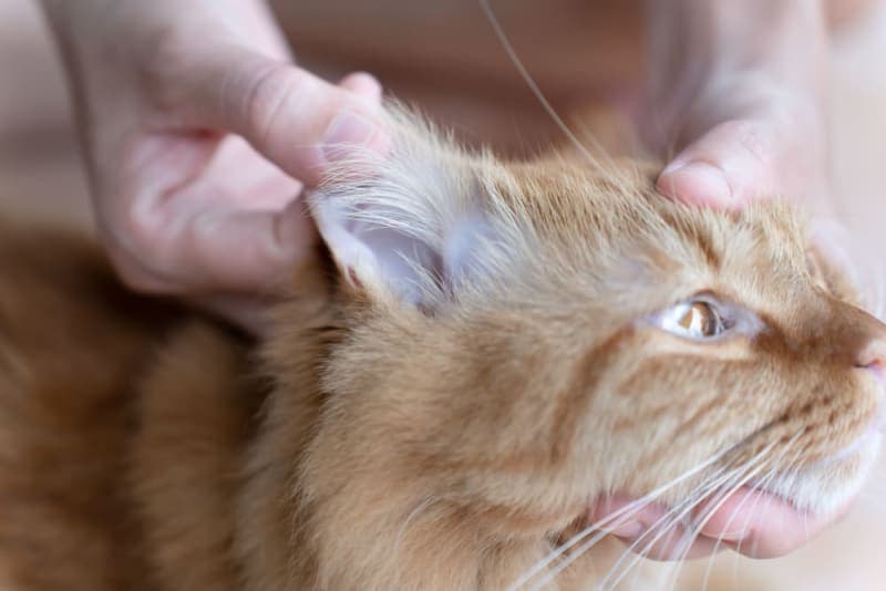 Ear Mites in Cats: Causes, Treatment & Prevention Ear Mites in Cats: Causes, Treatment & Prevention