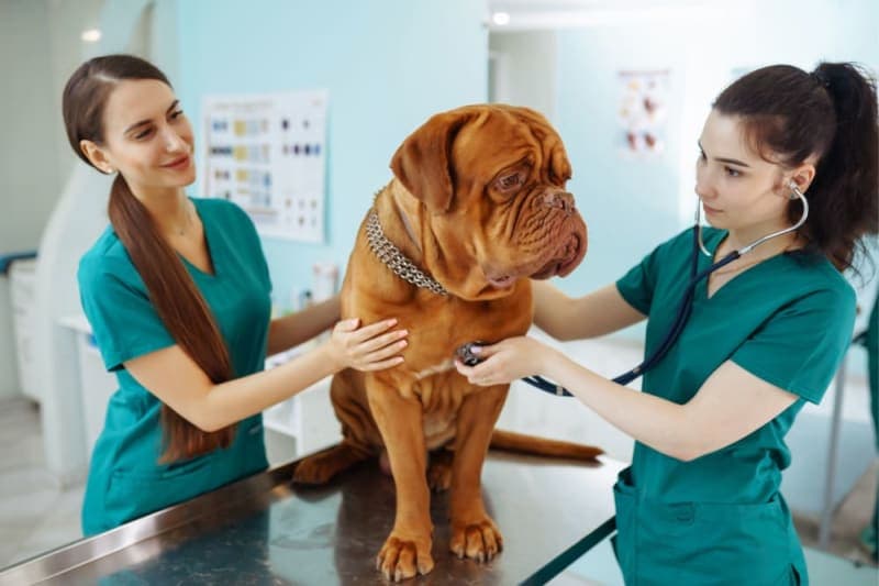 What to Expect When You Attend a Wellness Exam for Your Pet What to Expect When You Attend a Wellness Exam for Your Pet