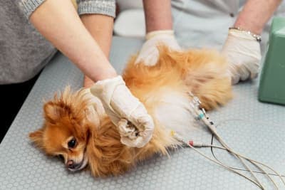 ECG for Pets: When it Is Needed ECG for Pets: When it Is Needed