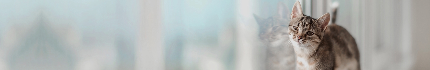 River Oak Veterinary Hospital River Oak Veterinary Hospital