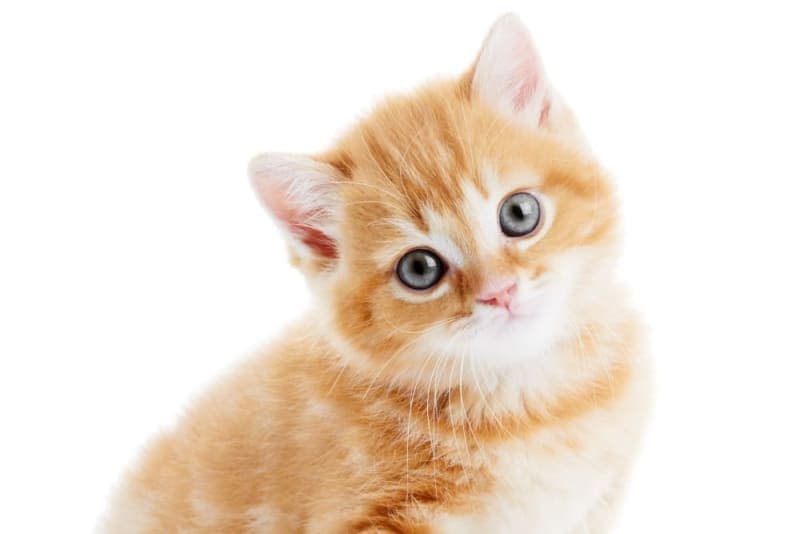 Newborn Kittens: When Do Kittens Open Their Eyes? Newborn Kittens: When Do Kittens Open Their Eyes?