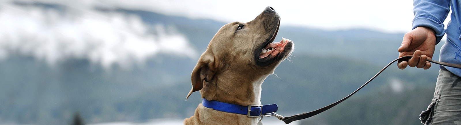 English Creek Veterinary Clinic English Creek Veterinary Clinic