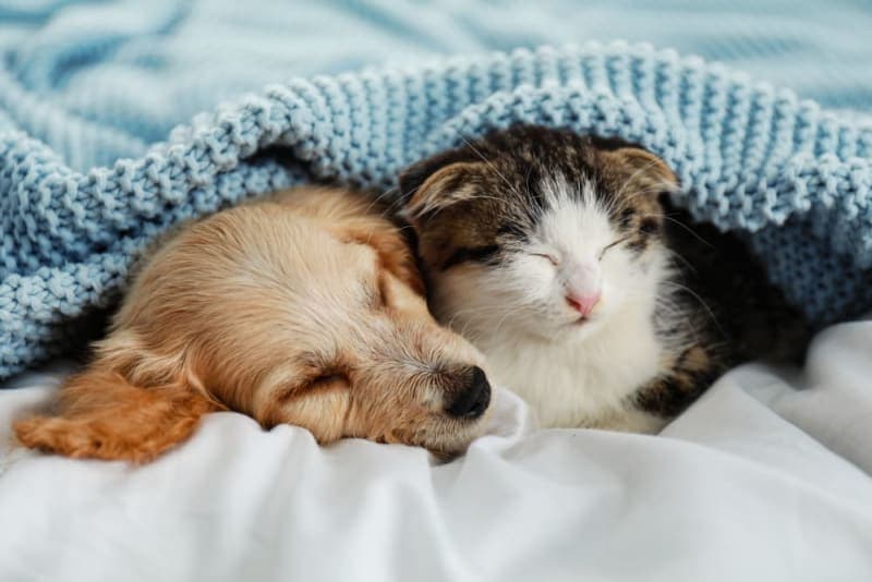 Puppy & Kitten: Are They a Good Match? Puppy & Kitten: Are They a Good Match?