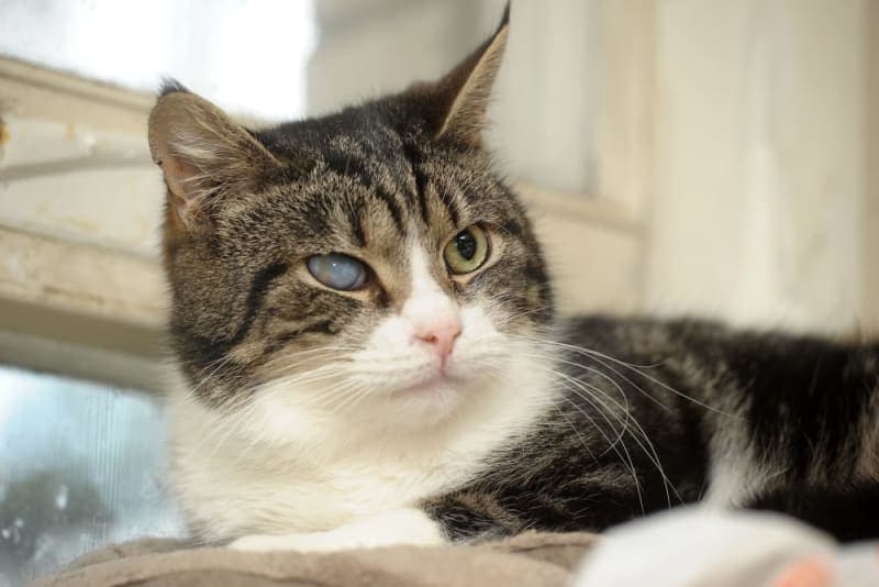 Cataracts in Cats Cataracts in Cats