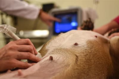 Ultrasound Examinations in Dogs Ultrasound Examinations in Dogs