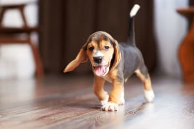 How to Raise a Puppy: Guide for the First Year How to Raise a Puppy: Guide for the First Year