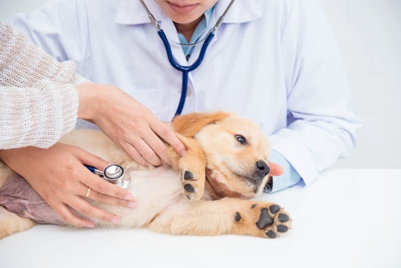 What is an AAHA Accredited Animal Hospital? What is an AAHA Accredited Animal Hospital?