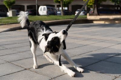 How to Deal with Leash Aggression in Dogs How to Deal with Leash Aggression in Dogs