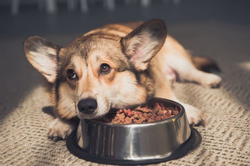 Pet Eating Problems: Why Won't My Dog Eat? Pet Eating Problems: Why Won't My Dog Eat?