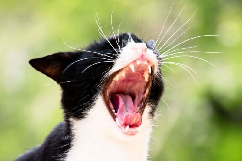 Cat Dental Health - What Every Owner Should Know About Cat Dental Hygiene Cat Dental Health - What Every Owner Should Know About Cat Dental Hygiene