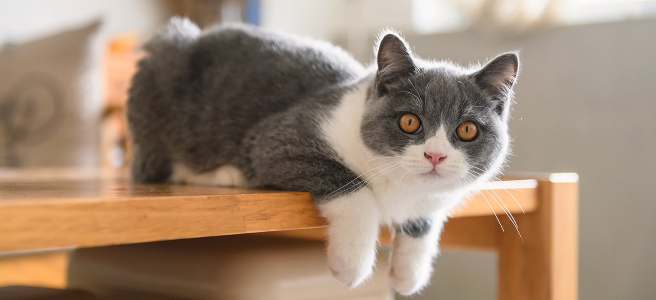 Southwest Florida Veterinary Specialists Southwest Florida Veterinary Specialists