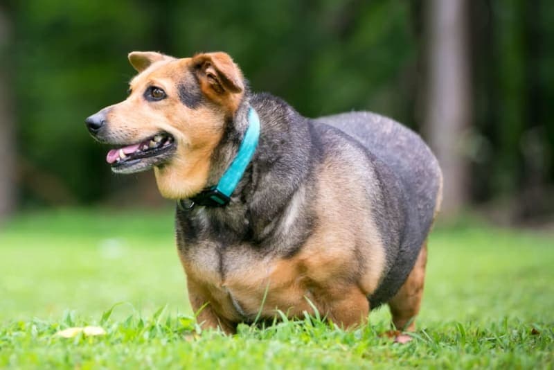 Is Your Dog Overweight? Signs, Symptoms & What to Do Is Your Dog Overweight? Signs, Symptoms & What to Do