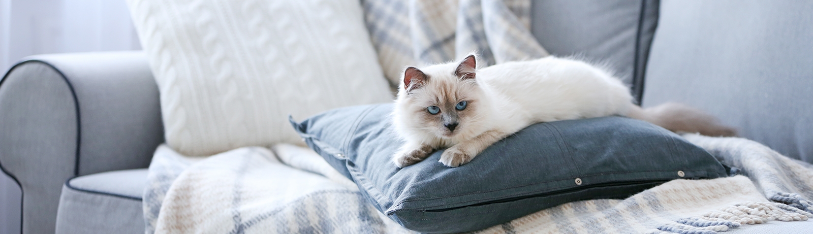 Irvine Pet Hospital Irvine Pet Hospital