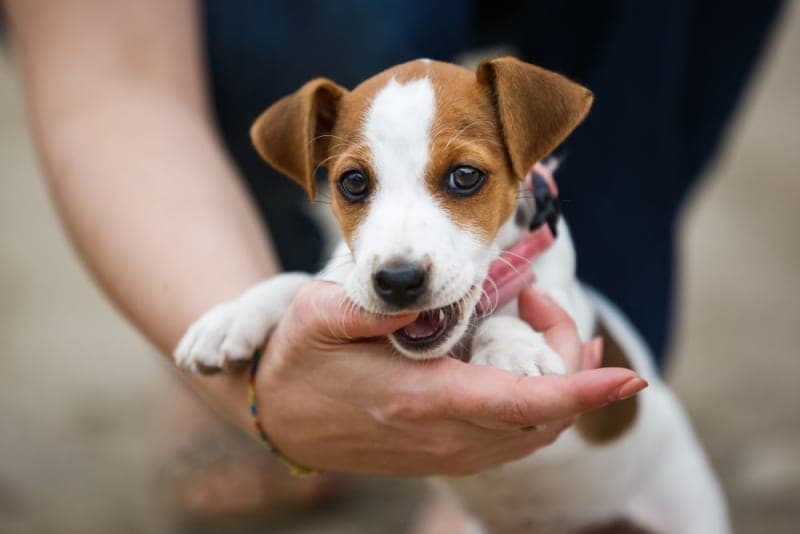 How to Stop Puppy From Biting: Practical Tips How to Stop Puppy From Biting: Practical Tips