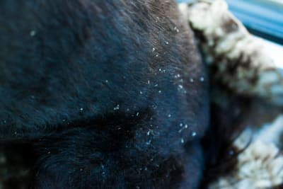 Dandruff in Dogs: Causes & Treatment Dandruff in Dogs: Causes & Treatment