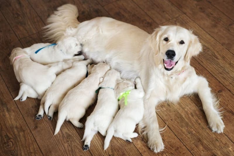 Mastitis in Dogs Mastitis in Dogs