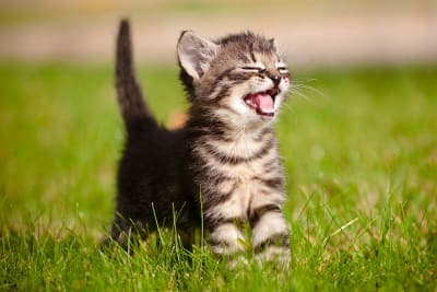 How Often You Should Take Your Cat to The Vet How Often You Should Take Your Cat to The Vet