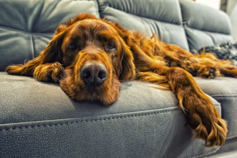 My Dog is Constipated - What Should I Do? My Dog is Constipated - What Should I Do?