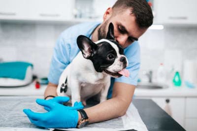 Dog Parvovirus Dog Parvovirus